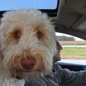 Meet your Posher, Dawn